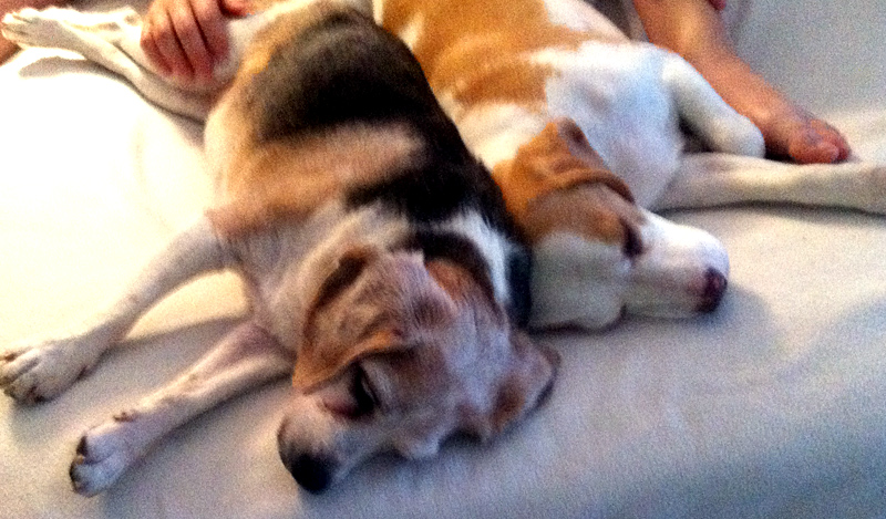 first beagle to beagle cuddle